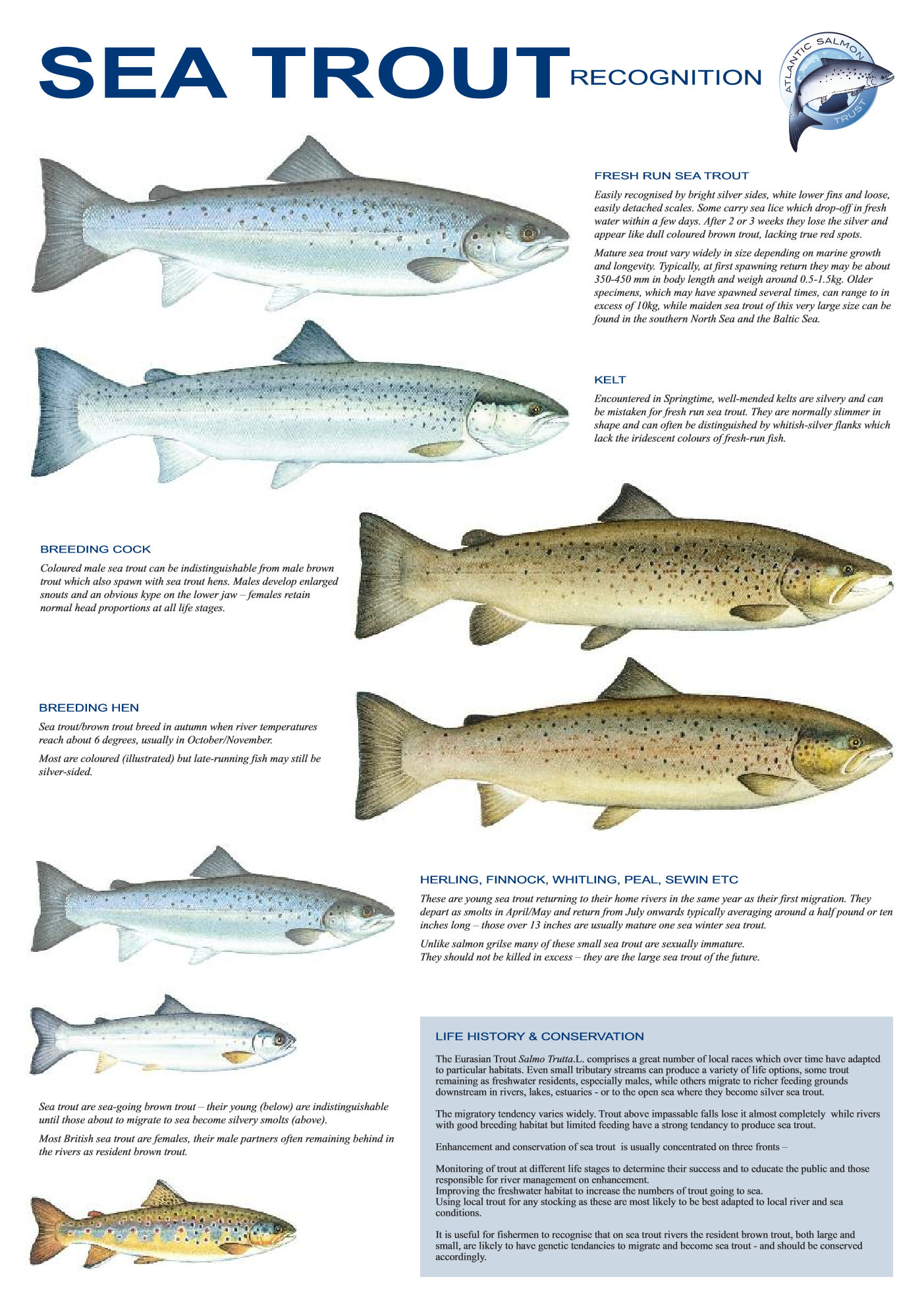Sea Trout ID
